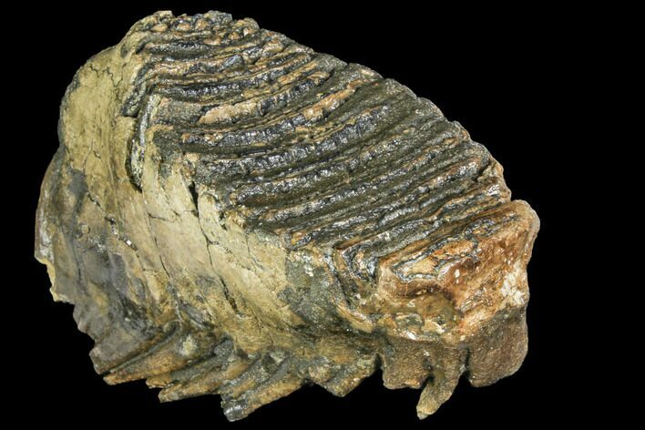 Fossil Woolly Mammoth Lower M Molar - North Sea Deposits #149773